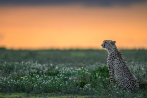 开云体育移动版-塞维利亚反击犀利提升得分效率，塞维利亚的