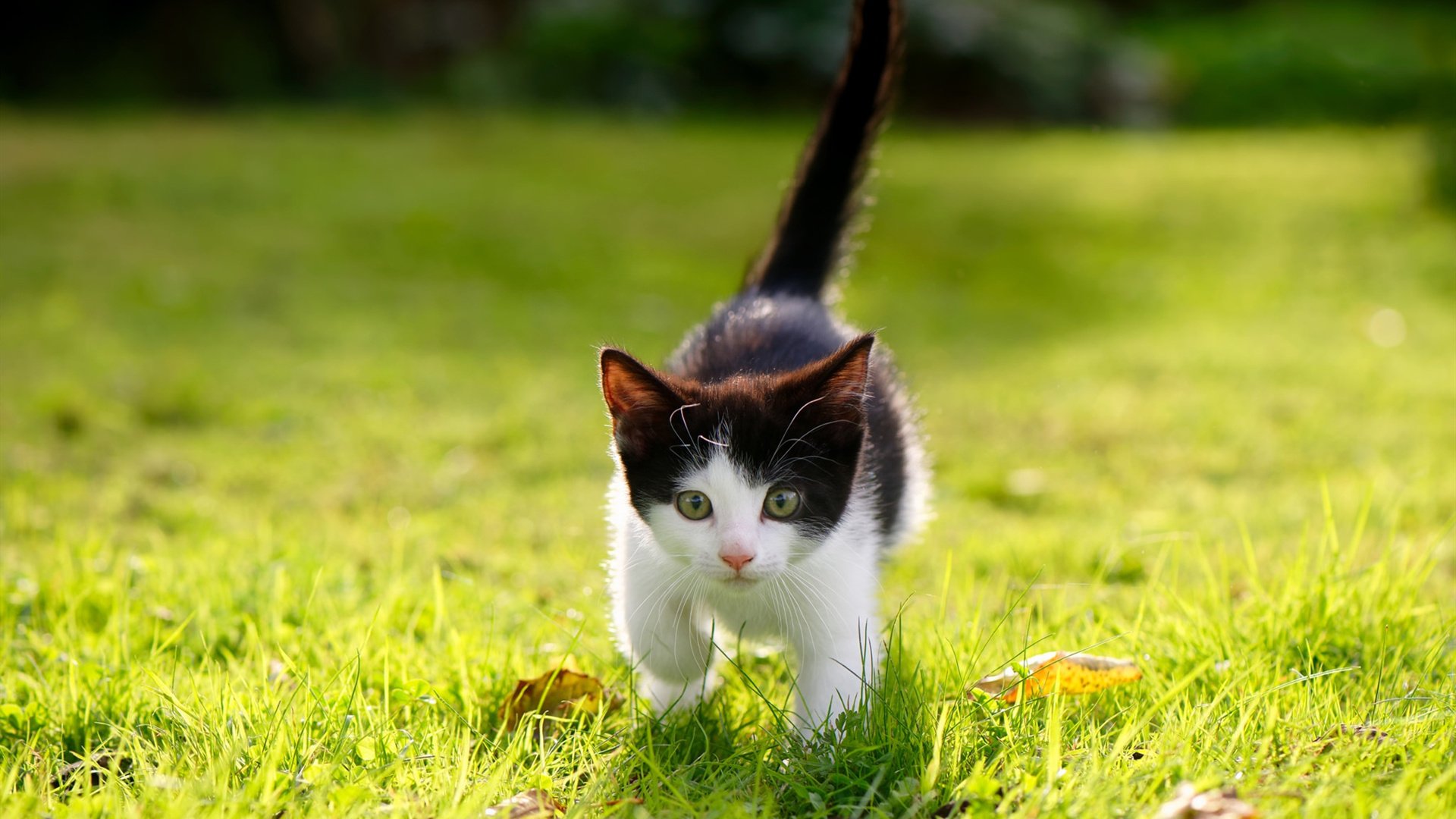 体育新闻中心联合头部平台开展体育话题共创计划，体育新闻分享