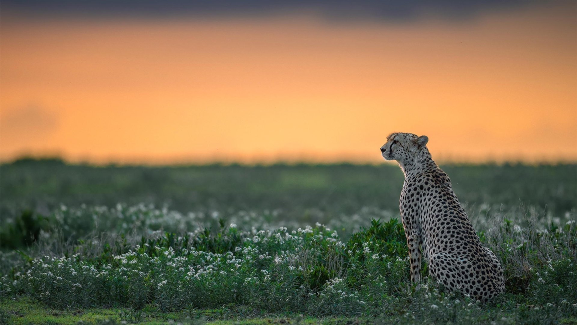塞维利亚反击犀利提升得分效率，塞维利亚的