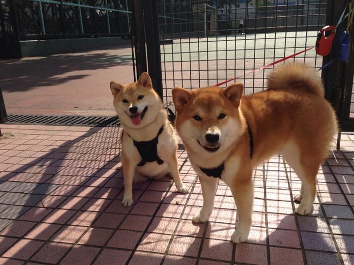 山西龙狮加强球场纪律建立高效执行文化