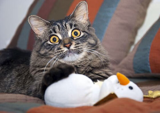 球员如何通过节奏控制突破后的选择,球场节奏大师