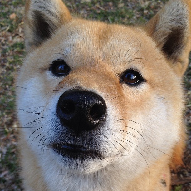 马竞边锋速度突出，撕裂防线，马竞的战术