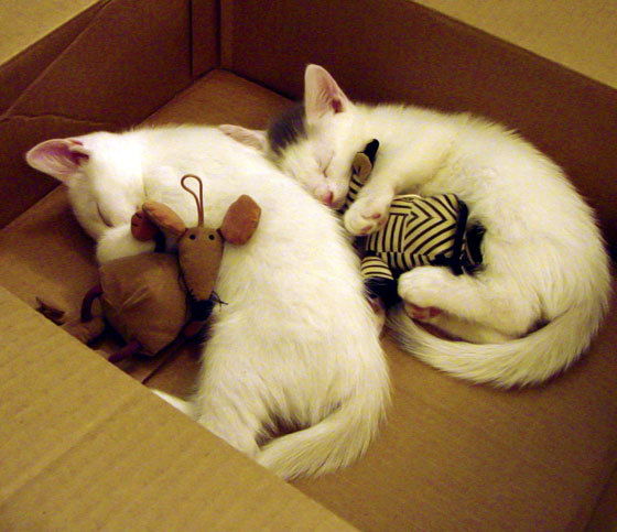 “费尔南多·比亚尔巴的球场全能表现，阿根廷美洲狮队的未来支柱”