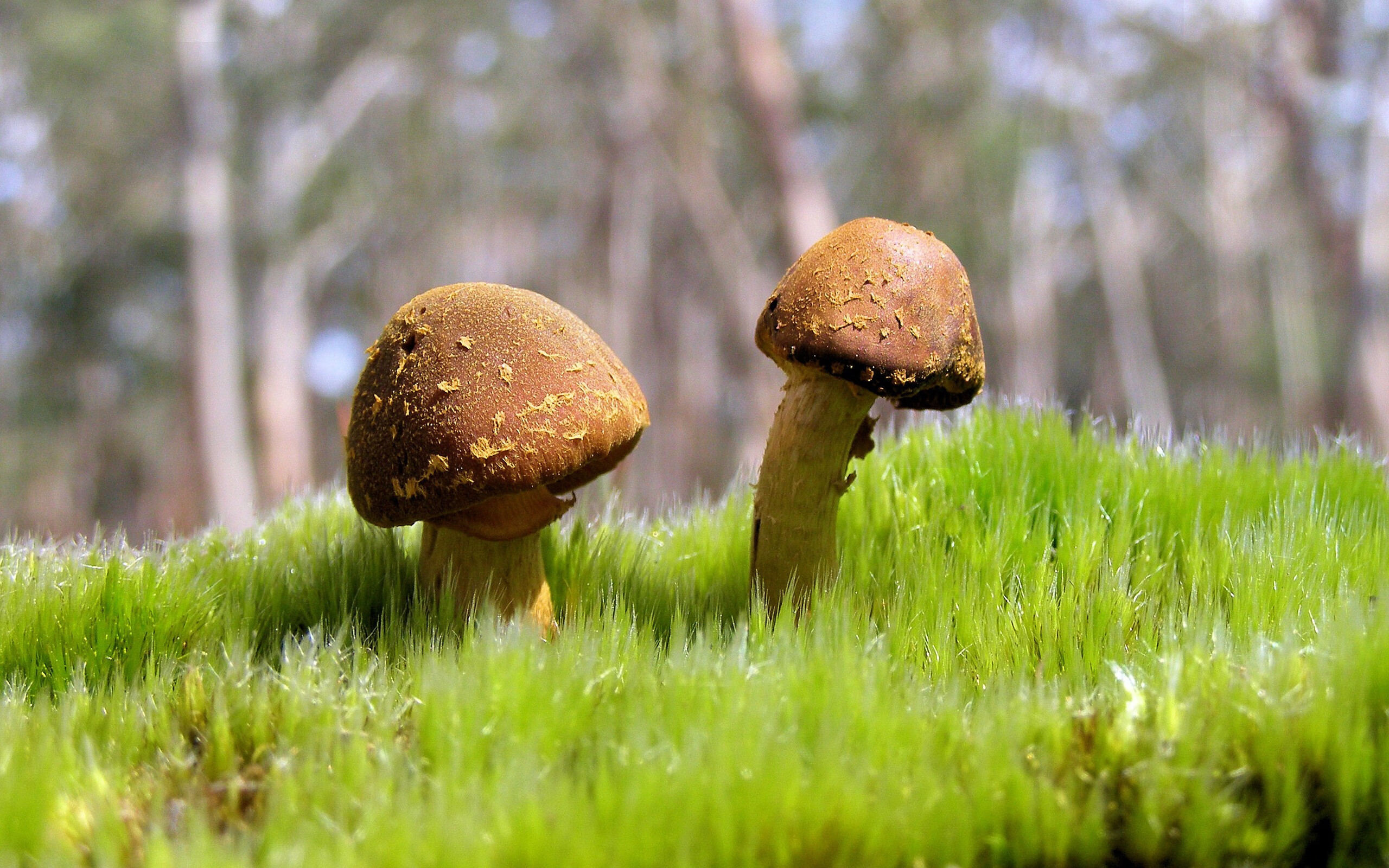 中国篮球超级杯圆满落幕新兴球队表现引发广泛热议，中国超级篮球联赛