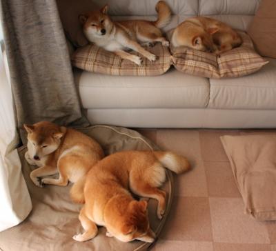 中国队泳姿优雅，技术细腻引关注，中国队游泳赛程