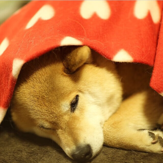 乔·波尔曼在比赛中的冷静决策，助袋鼠队锁定胜利，乔治波尔蒂